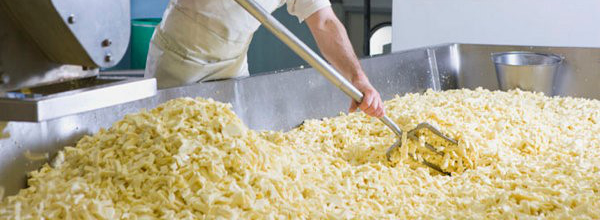 cheese maker raking cheese during phase separation process